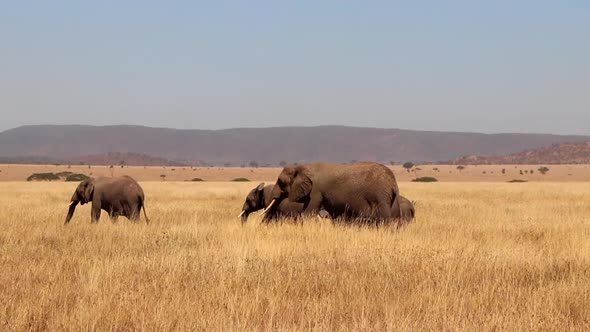 A Small Herd of Elephants Walk Through the Plains of the Serengeti in Africa