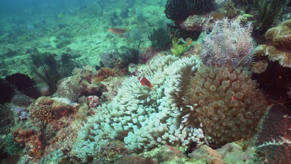 Clownfish Anemonefish in Actinia