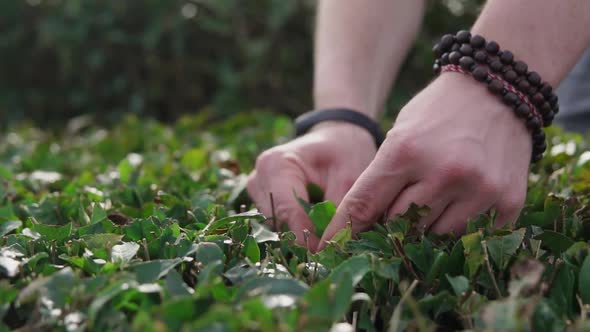 Man Taking Leaves From Bushes