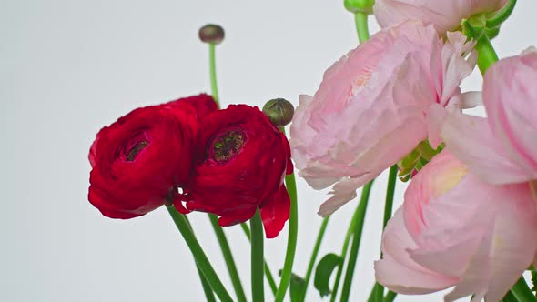 Beautiful Bouquet of Red and Pink Ranunculus Flowers Blooming on White Background Closeup