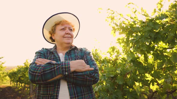 Elderly Woman Winemaker with Folded Arms and Hat on Her Head is in the Vineyard at Sunset