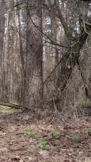 Vertical Video of the Forest Landscape Aerial View Slow Motion