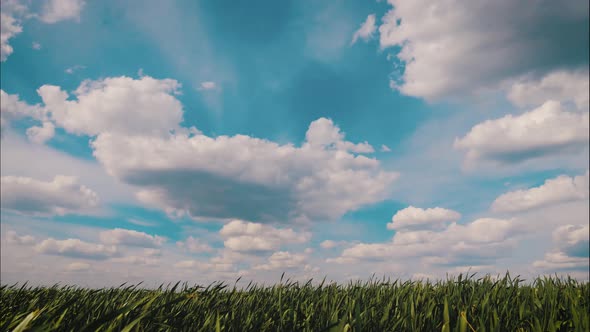 Beautiful Green Field Under Blue Sky, Timelapse.