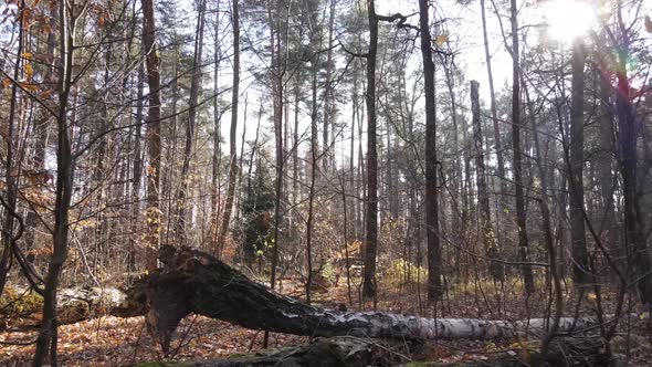 Forest with Trees in the Fall