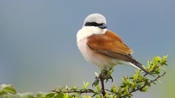 Red Backed Shrike