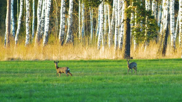 Alarmed wild European roe deer (Capreolus capreolus) in a green meadow, sunny spring evening, birch