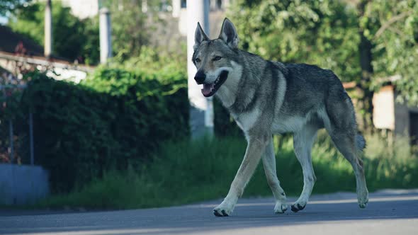 Wild Animal Wolf in City