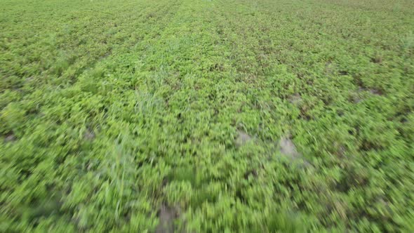 Dense Green Sprouts of Potatoes on a Plantation