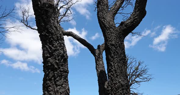 Burned forest, Massif des Maures, Provence, France