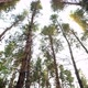 Being in pine forest.Bottom view of tops rotating tall pines. - VideoHive Item for Sale