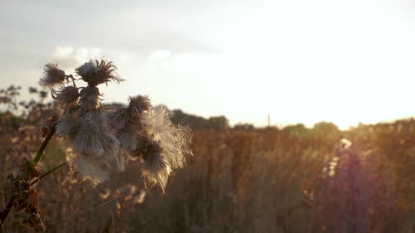 Wide shot of fluffy thistle seeds gently swaying in the breeze while the sun sets behind.