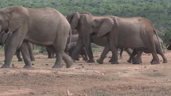 Herd of African Elephants 