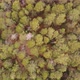 Aerial Shot of Autumn Forest in Siberian Natural Park Stolby - VideoHive Item for Sale