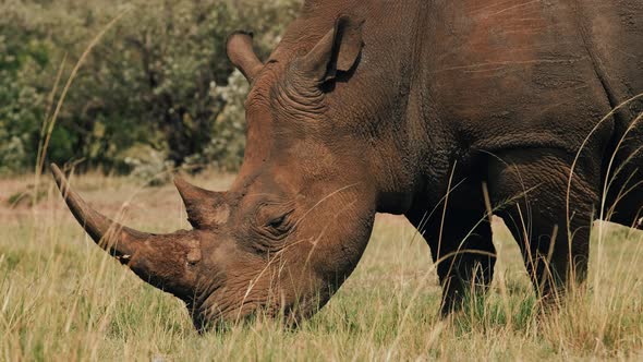 Rhino Grazing