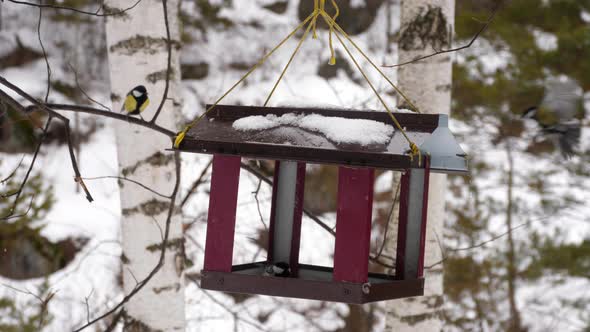 Bird Feeder in the Park