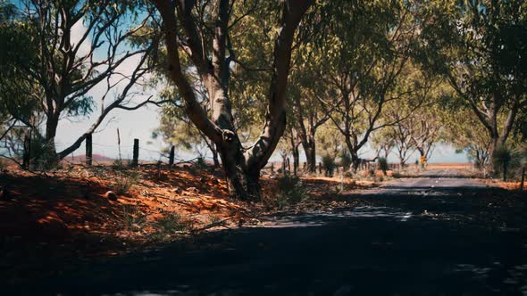 Outback Road with Dry Grass and Trees