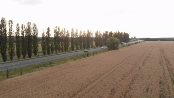 Barley field. Wheat field