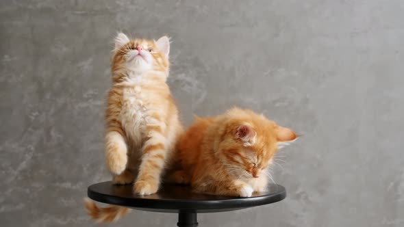 Ginger Kittens Playing Sitting on a Chair on Gray Background