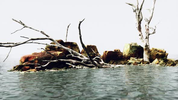 Beautiful Sea Rocks and Dead Trees in a Sea of Light Twilight