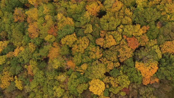 Flight Over An Oak Forest Painted Since Autumn 1