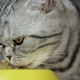 Cat Eating Food - VideoHive Item for Sale