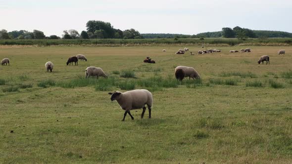 Grazing sheep in the meadow on a sunny day.