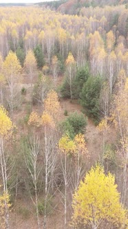 Vertical Video of an Autumn Forest During the Day