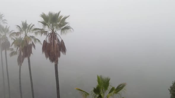 Aerial Of Palm Trees In The Fog