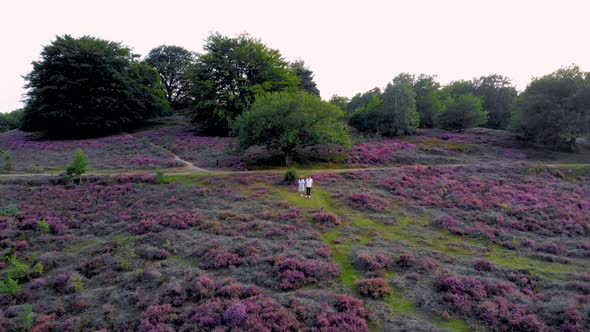 Posbank National Park Veluwezoom Blooming Heather Fields During Sunrise at the Veluwe in the