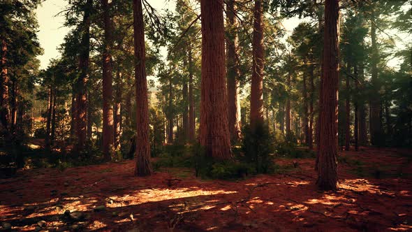 Old Forest Mariposa Grove in Yosemite National Park of California