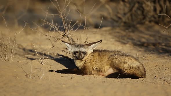 Bat-Eared Fox In Natural Habitat - Kalahari Desert