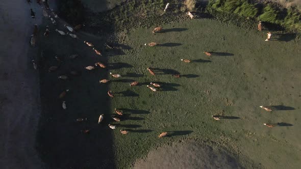 Aerial view Cow herd