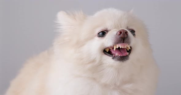 Pomeranian dog getting angry 