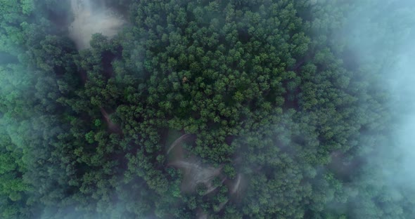 Bird's eye view of the forest