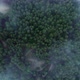 Bird's eye view of the forest - VideoHive Item for Sale