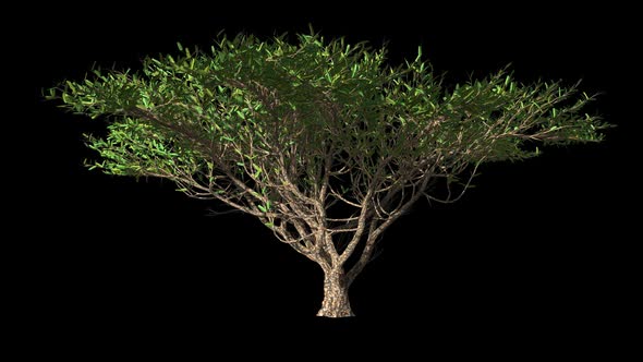 African Tropical Free alt