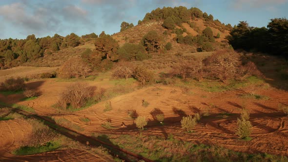 Aerial slider over olive tree plantation on top of volcanic mountain