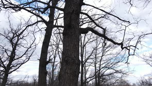 Aerial View of a Forest Without Leaves Slow Motion