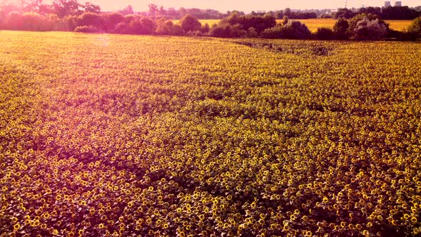 Aerial Drone View Flight Over Ver Field with Ripe Sunflower Heads