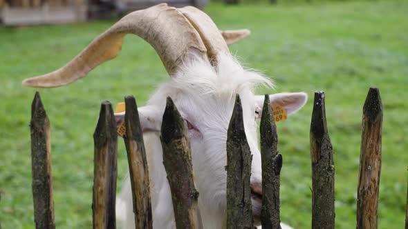 Goat over the fence 