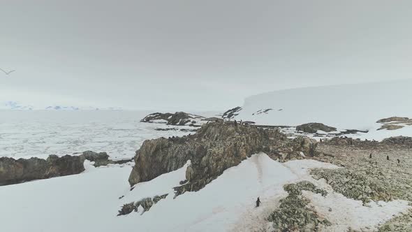 Antarctica Penguin-point Landscape Aerial View