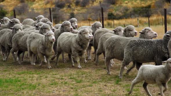 a herd of sheeps walking along a fence and stopping. static