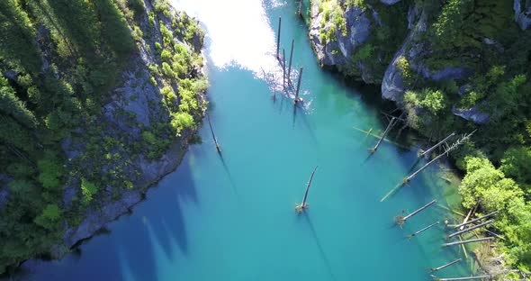 Coniferous Trees Rise From Depths of Mountain Lake