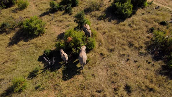 Aerial static view of three African elephants eating from tree at sunset in savannah