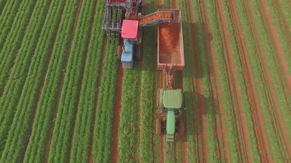 Agriculture industry, machine harvesting carrot crop field, aerial view