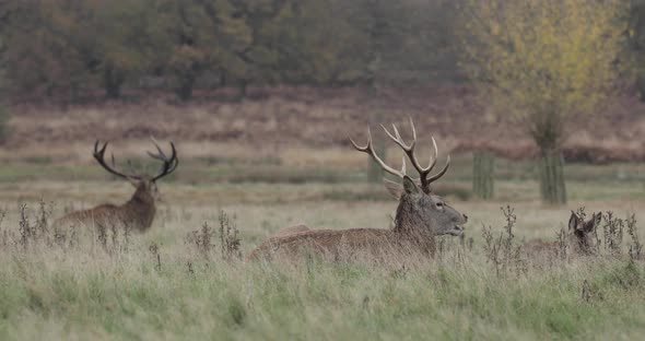 Real time shot of red dear at Richmond Park, UK