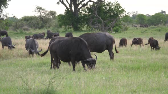 Herd of african buffalo grazing at Moremi Game Reserve