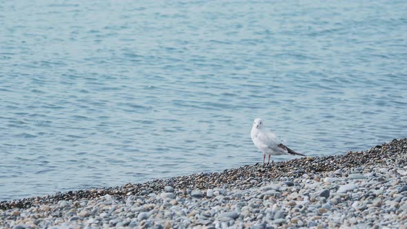 Seagull on a Rocky Beach. White Sea Bird Stays By the Sea Surf. Sochi, Russia.