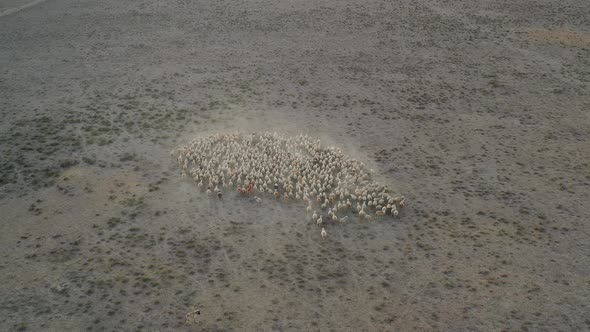 Sheep herd graze on field. Aerial view.