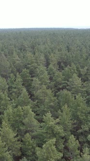 Vertical Video of the Forest Landscape Aerial View Slow Motion